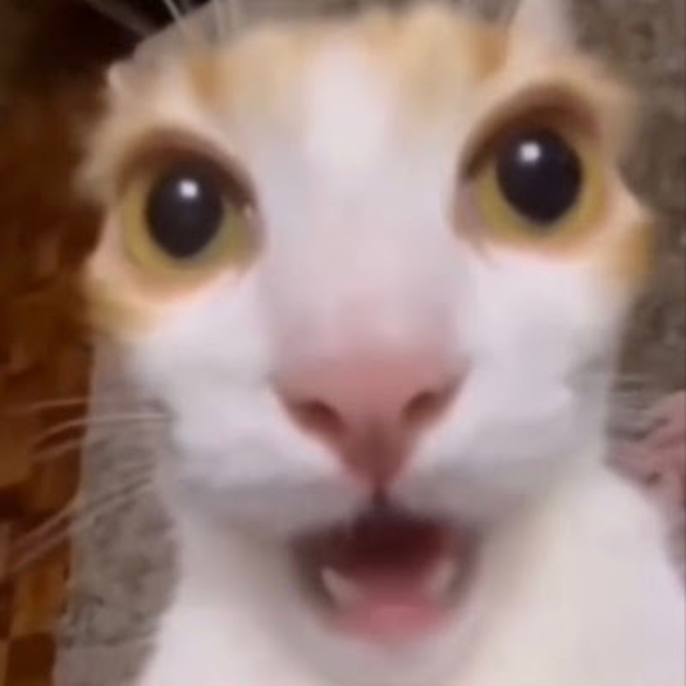 Meet your Posher, Brooklynn